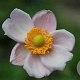 Anemone hybrida 'Richard Ahrens' GM P9