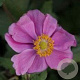Anemone hybrida 'Rosenschale' GM P9