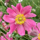 Anemone hybrida 'Rotkäppchen' GM P9