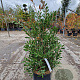 Callistemon citrinus 70-90 cm 10L