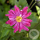 Anemone hybride 'Pamina' GM P9