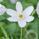 Anemone nemerosa GM P9