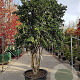 Camellia sasanqua 250-300 cm container meerstammig 