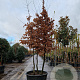 Carpinus betulus 300-350 cm container meerstammig