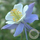 Aquilegia 'Heavenly Blue' GM P9