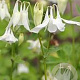 Aquilegia vulgaris 'Alba' GM P9