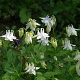 Aquilegia vulgaris 'Nivea' GM P9