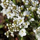 Arabis caucasica 'Plena' GM P9