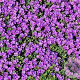 Arabis caucasica 'Rosea' GM P9