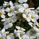 Arabis caucasica 'Snowcap' GM P9