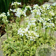 Arabis ferdinandi-coburgii 'Old Gold' GM P9