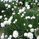 Armeria maritima 'Alba' GM P9