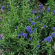 Ceanothus 'Edinburgh' 25-30 cm 3,5L