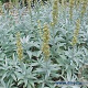 Artemisia ludoviciana 'Valerie Finnis' GM P9