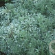Artemisia schmidtiana 'Nana' GM P9