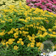 Asclepias tuberosa 'Hello Yellow' GM P9