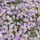 Aster ageratoides JS 'Eleven Purple' GM P9