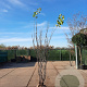 Cercis siliquastrum 250-300 cm draadkluit meerstammig 4 X verplant extra