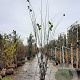 Cercis siliquastrum 300-350 cm draadkluit meerstammig solitair