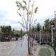 Cercis siliquastrum 300-350 cm draadkluit meerstammig solitair
