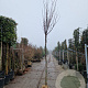 Cercis siliquastrum 180 cm stam container 14-16