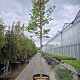 Cercis siliquastrum 200 cm stam container 20-25 leiboom
