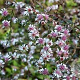 Aster laterifolius 'Lady in Black' GM P9