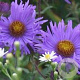 Aster novae-angliae 'Barr's Blue' GM P9