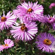 Aster novae-angliae 'Barr's Pink' GM P9