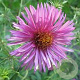 Aster novae-angliae 'Harrington's Pink' GM P9