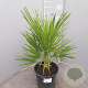 Chamaerops humilis 20-30 cm 3,0L