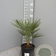 Chamaerops humilis 20-30 cm 3,0L
