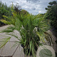 Chamaerops humilis 100-125 cm container meerstammig