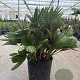 Chamaerops humilis 'Vulcano' 50-60 cm 6L