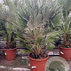 Chamaerops humilis 'Vulcano' 50-70 cm 6L
