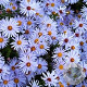 Aster novi-belgii 'Herrison's Blue' GM P9
