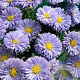 Aster novi-belgii 'Little Boy Blue' GM P9