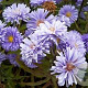 Aster novi-belgii 'Marie Ballard' GM P9
