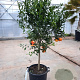Citrus reticulata 100-110 cm 20L stam