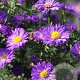 Aster novi-belgii 'Schoene von Dietlikon' GM P9