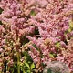 Astilbe chinensis 'Finale' GM P9
