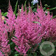 Astilbe chinensis 'Little Vision in Pink' GM P9
