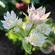 Astrantia major 'Sunningdale Var. ' GM P9