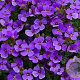 Aubrieta 'Bengal hybride GM P9