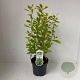 Clethra alnifolia 40-50 cm 3,0L