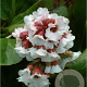 Bergenia 'Beethoven' GM P9