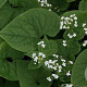 Brunnera macrophylla 'Betty Bowring' GM P9