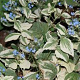 Brunnera macrophylla 'Dawson's White' GM P9