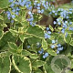 Brunnera macrophylla 'Hadspen Cream' GM P9