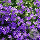 Campanula carpatica 'Kobaltglocke' GM P9